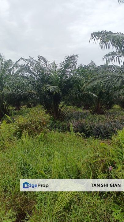 Pontian 10Acre Land for Sale, Johor, Pontian