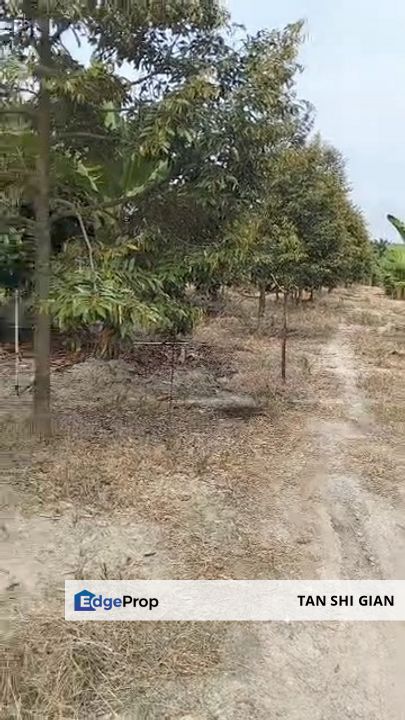 Tangkak 4.3Acre Durian Land for Sale, Johor, Tangkak