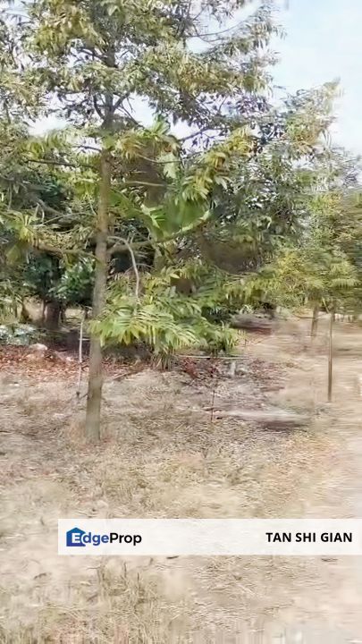 Tangkak 4.3Acre Durian Land for Sale, Johor, Tangkak