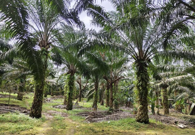 Bandar Baru Kangkar Pulai