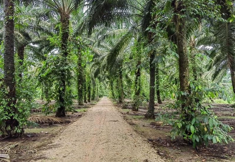 Taman Sri Pekan Nanas