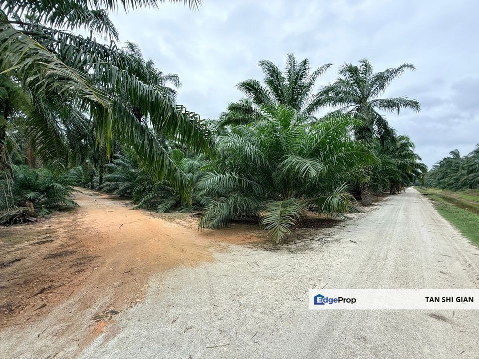 Batu Pahat 10 acre land for Sale, Johor, Batu Pahat