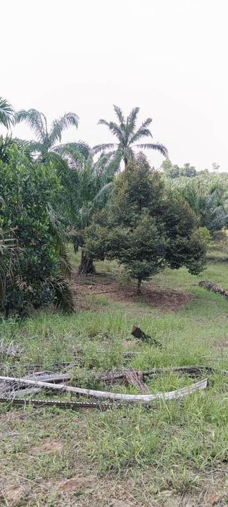 Yong Peng 6 acre land for Sale , Johor, Yong Peng