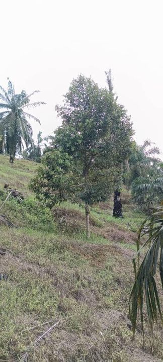 Yong Peng 6 acre land for Sale , Johor, Yong Peng