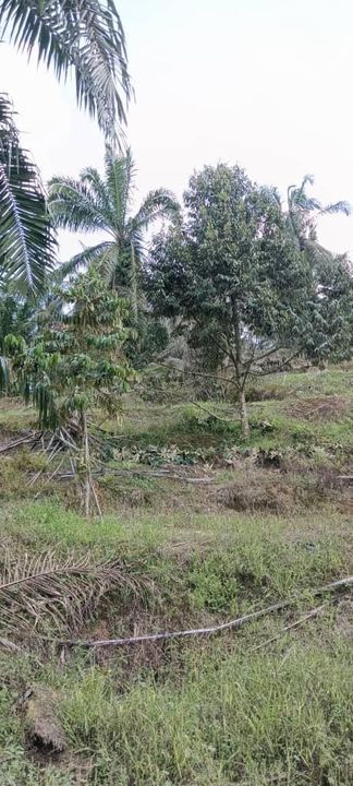 Yong Peng 6 acre land for Sale , Johor, Yong Peng