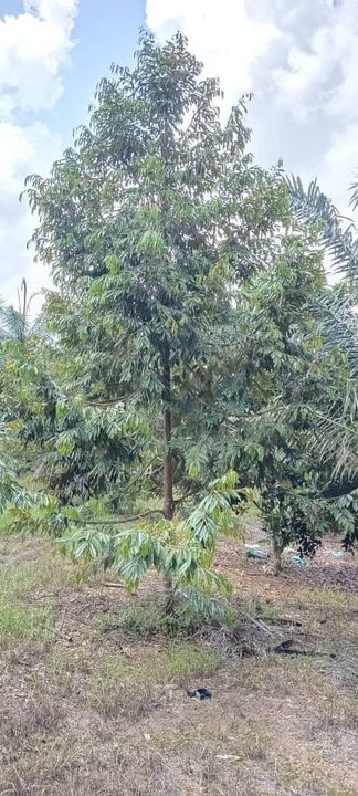 Yong Peng 6 acre land for Sale , Johor, Yong Peng