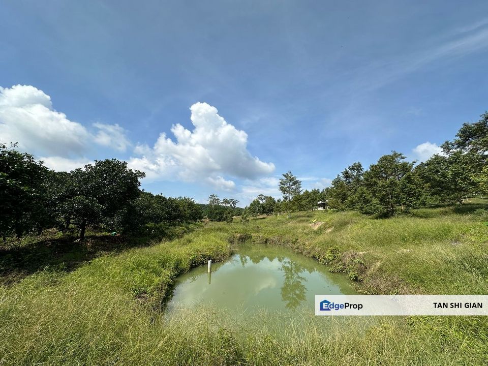 Kota Tinggi 10 acre Durian Land for Sale , Johor, Kota Tinggi