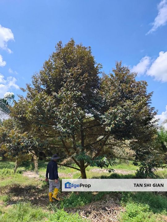 Yong Peng 7Acre land for Sale, Johor, Yong Peng