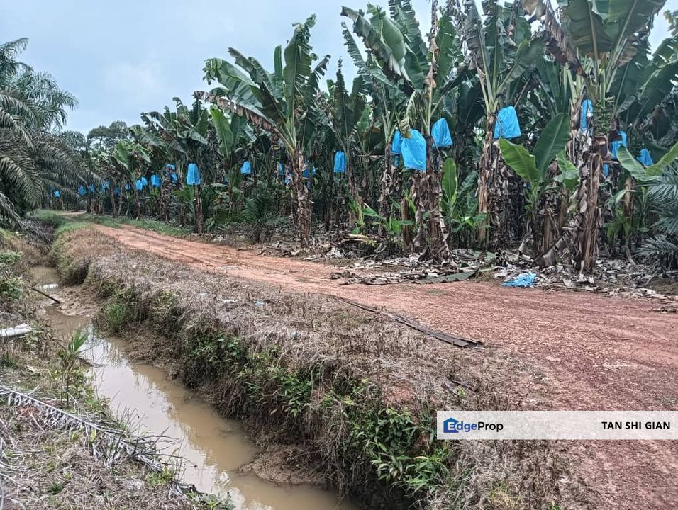 Kluang Paloh 41 acre land for Sale , Johor, Kluang