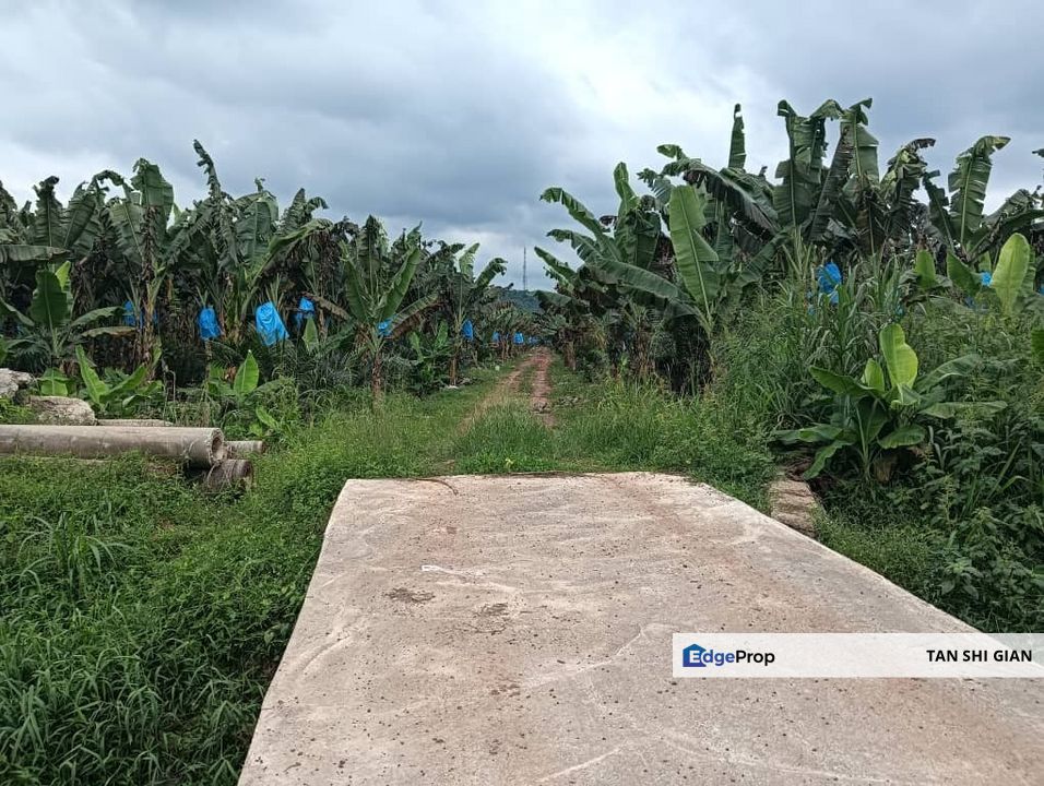 Kluang Paloh 41 acre land for Sale , Johor, Kluang