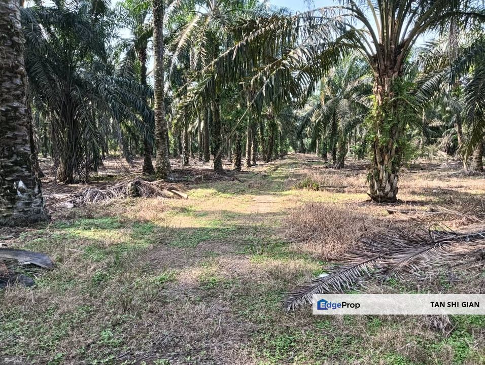 Kluang Paloh 41 acre land for Sale , Johor, Kluang