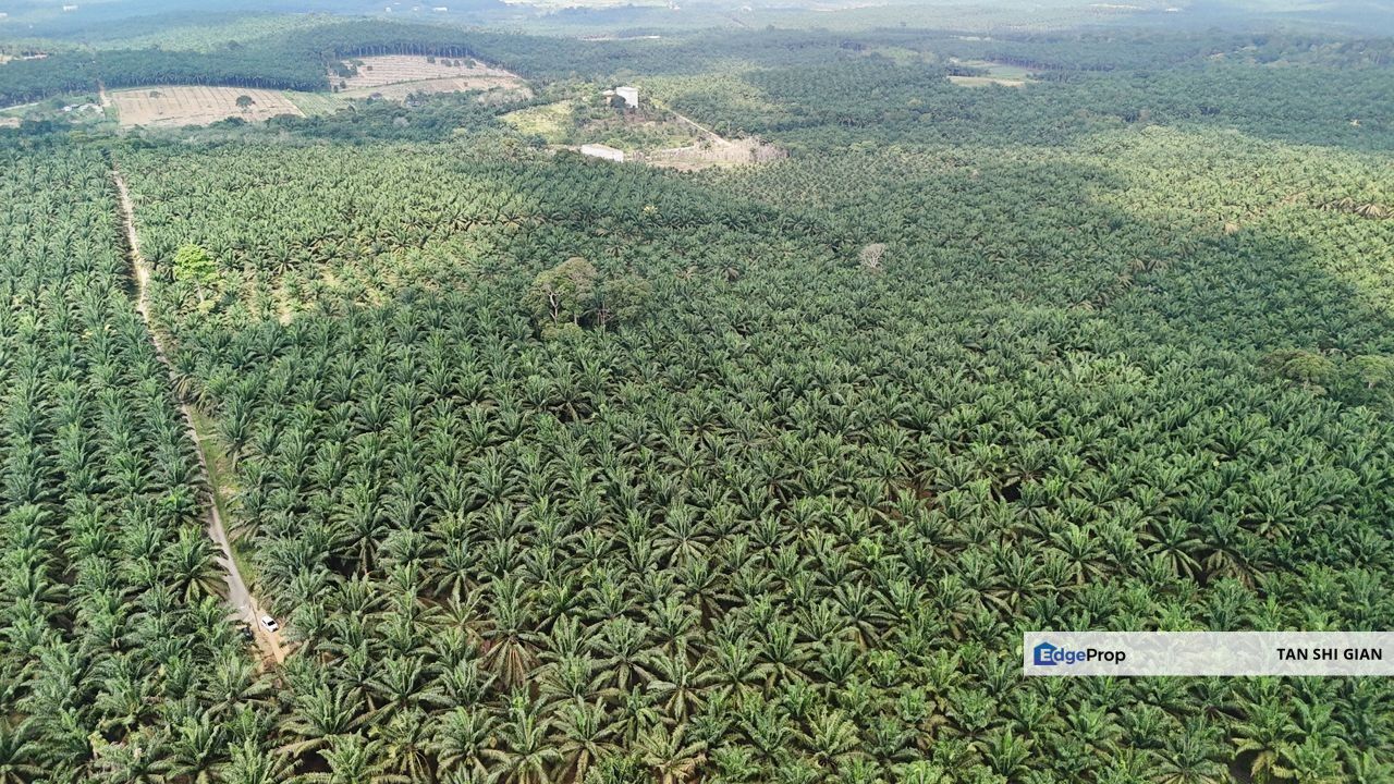 Kota Tinggi 8 acre land for Sale , Johor, Kota Tinggi