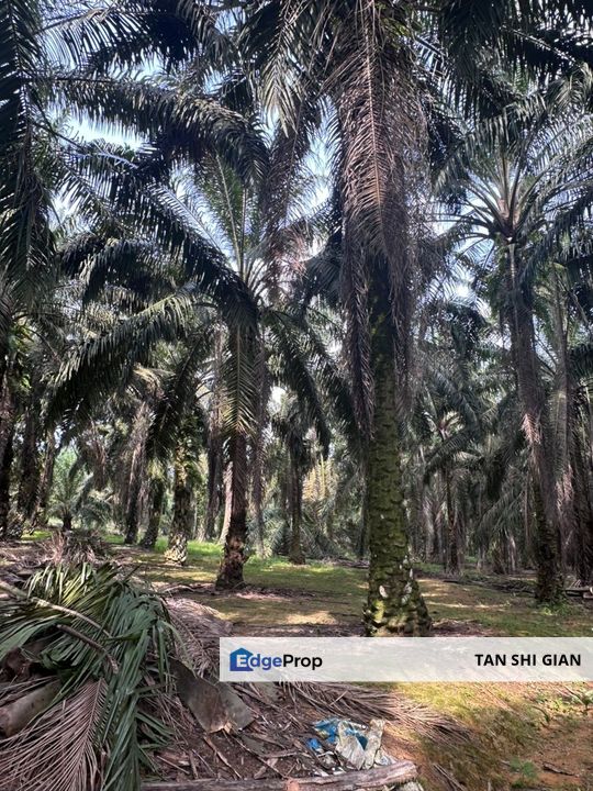 Kota Tinggi 8 acre land for Sale , Johor, Kota Tinggi