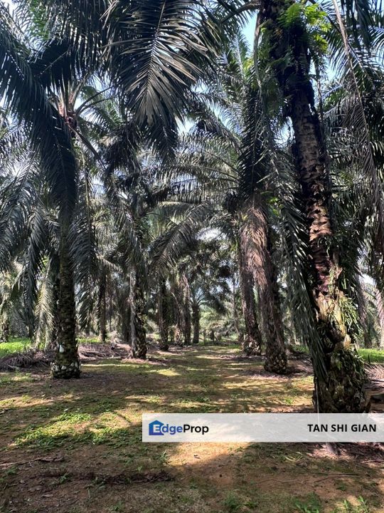 Kota Tinggi 8 acre land for Sale , Johor, Kota Tinggi