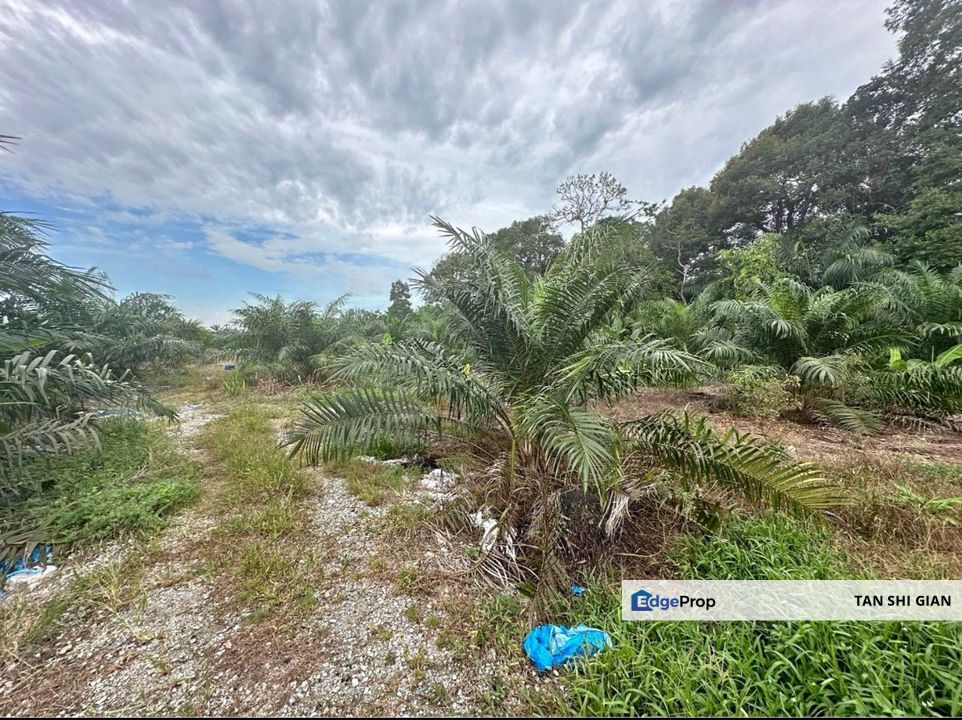 Pontian Kecil 7.7 acre Land for Sale , Johor, Pontian