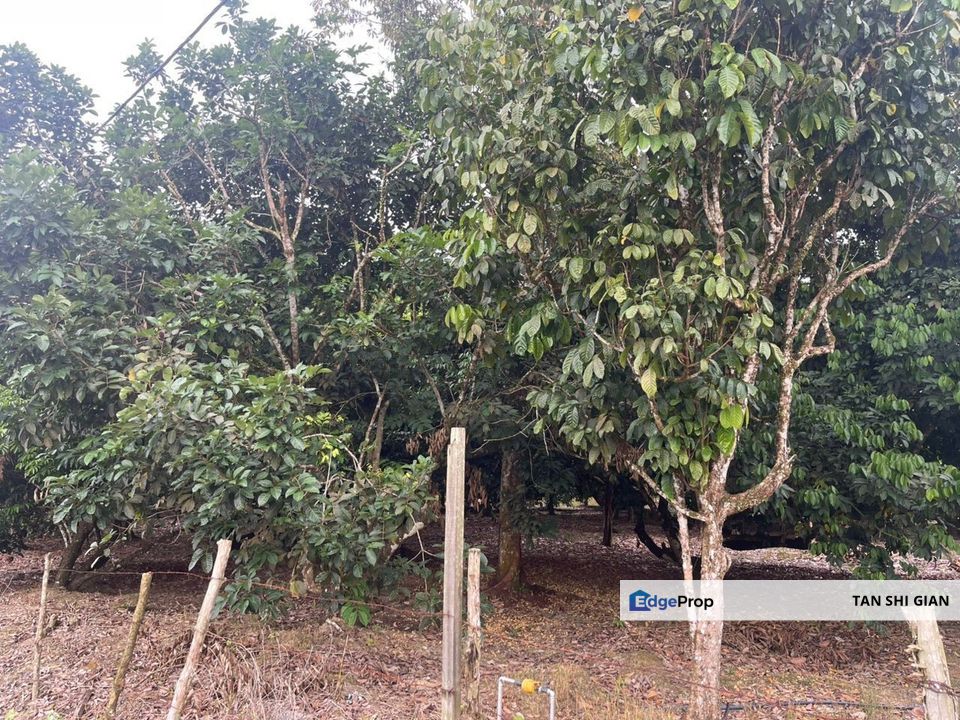 Pontian 7 acre land for Sale, Johor, Pontian