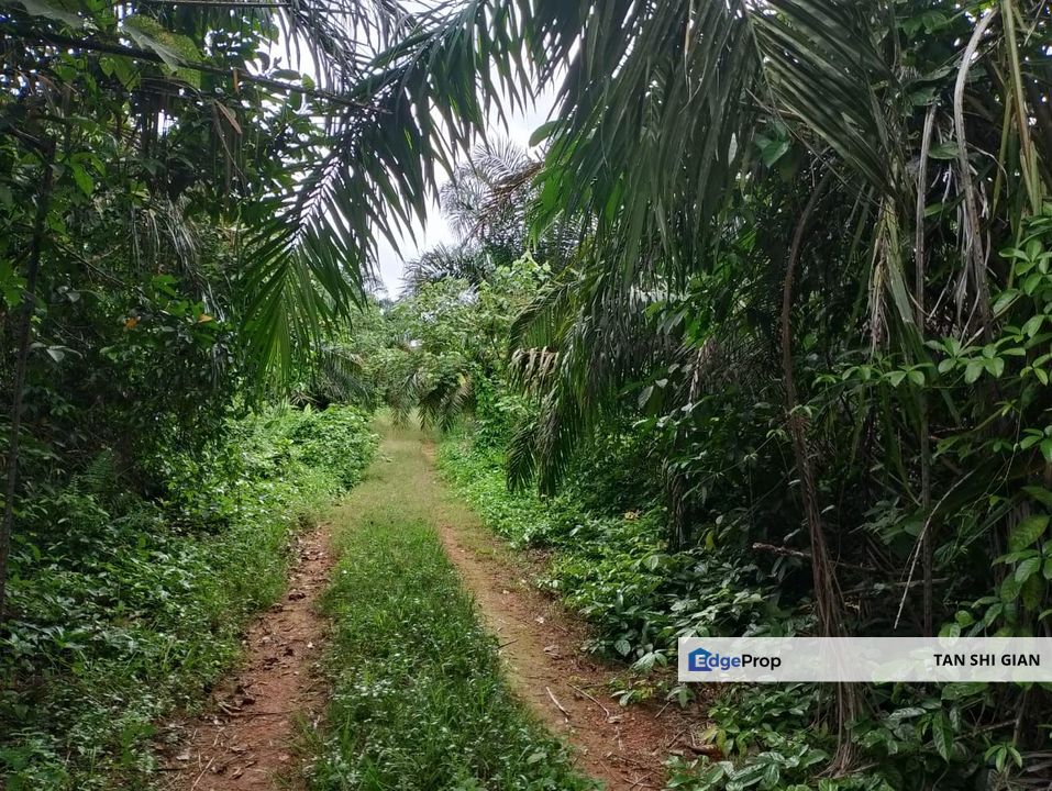 Yong Peng 5 acre land for Sale, Johor, Yong Peng