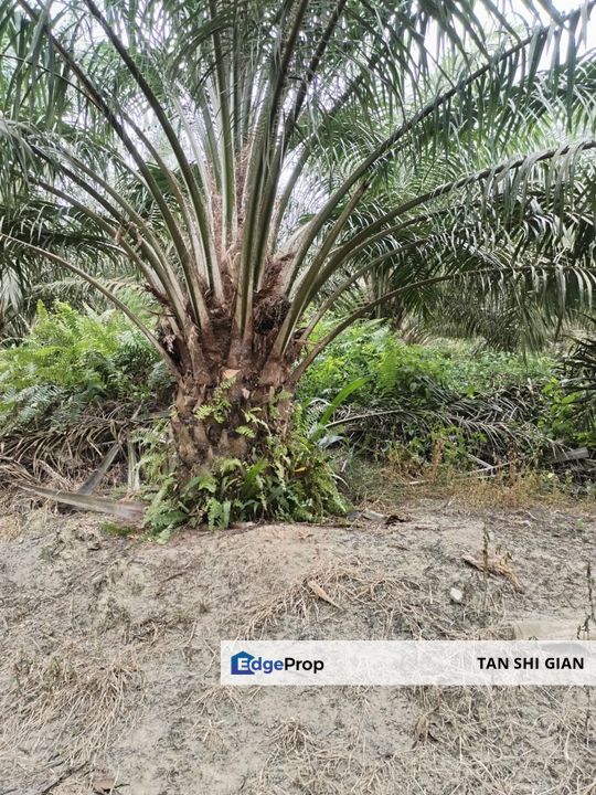 Simpang Renggam 52 acre land for Sale, Johor, Simpang Renggam