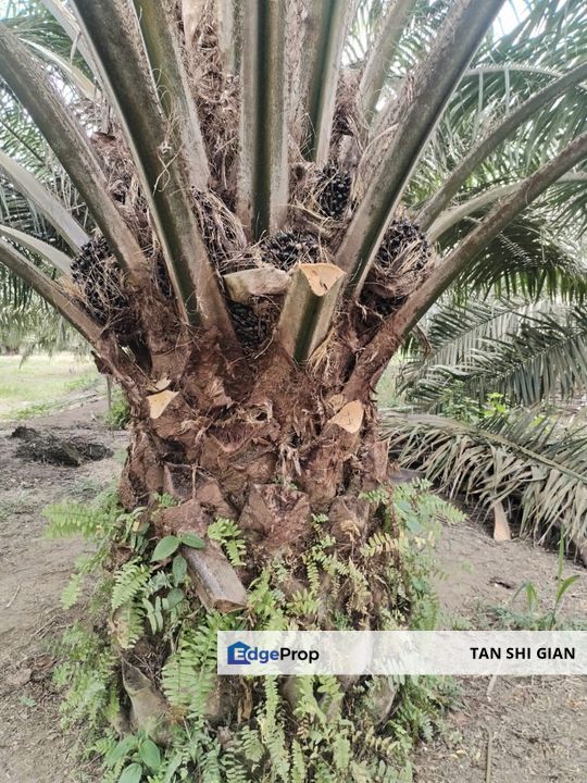 Simpang Renggam 52 acre land for Sale, Johor, Simpang Renggam