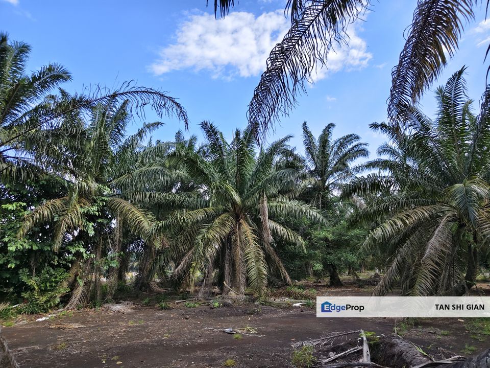 Pontian, Ayer Baloi 4 acre land for Sale, Johor, Pontian