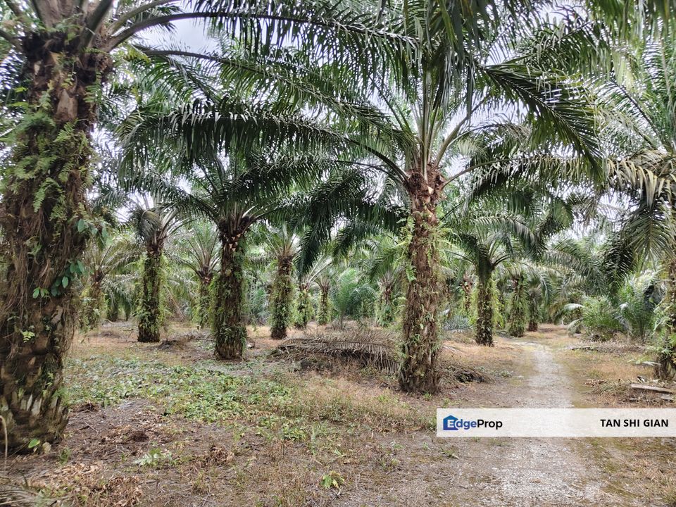 Pontian, Ayer Baloi 3 acre land for Sale, Johor, Pontian