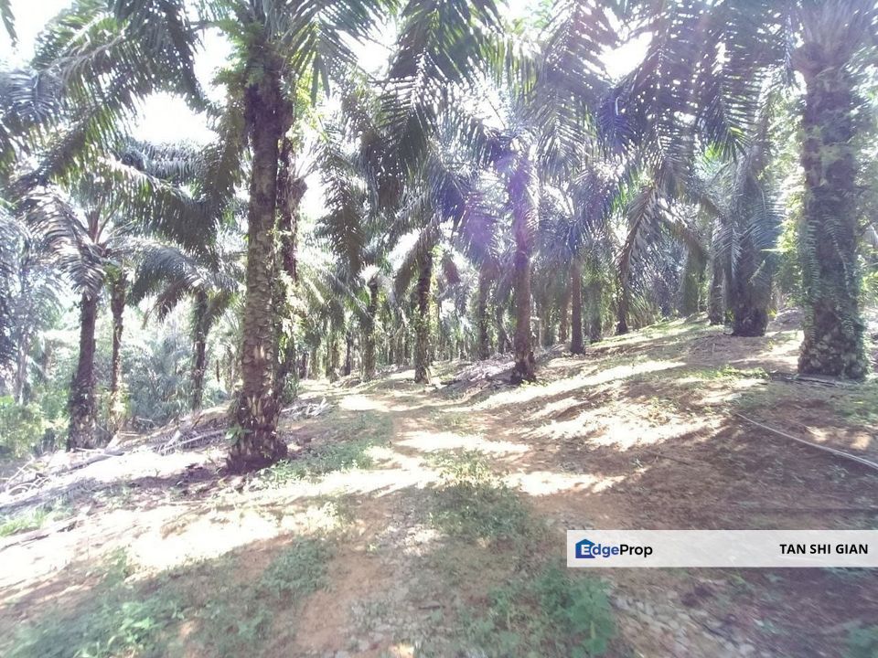 Kulai KotaTinggi 8.3 acre land for Sale, Johor, Kulai