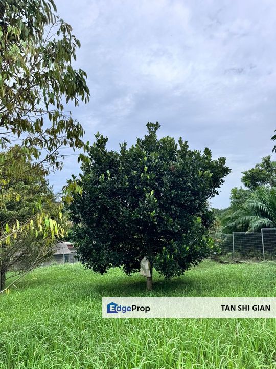 Sungai Tiram 2 acre Durian Land for Sale, Johor, Ulu Tiram