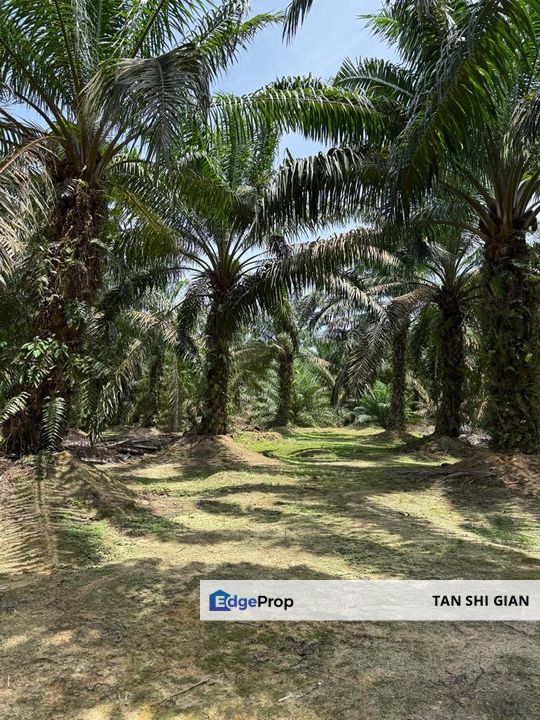 Machap Ayer Hitam 8.5Acre Land for Sale, Johor, Simpang Renggam