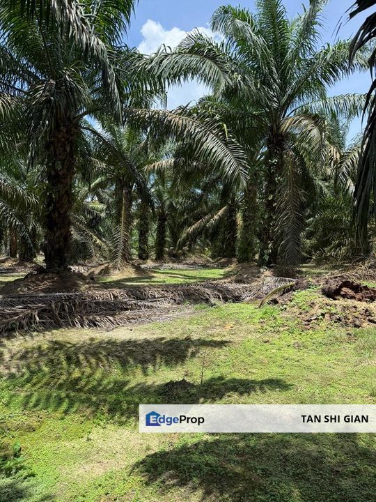 Machap Ayer Hitam 8.5Acre Land for Sale, Johor, Simpang Renggam