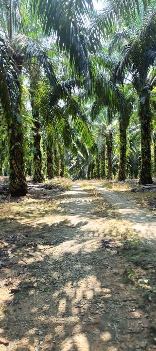 kulai 7.52 Acre land for Sale, Johor, Kulai