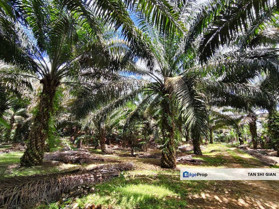 Kulai, Sengkang 6 acre land for Sale, Johor, Kulai