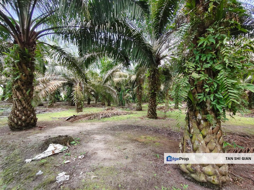 Kulai, Sengkang 6 acre land for Sale, Johor, Kulai