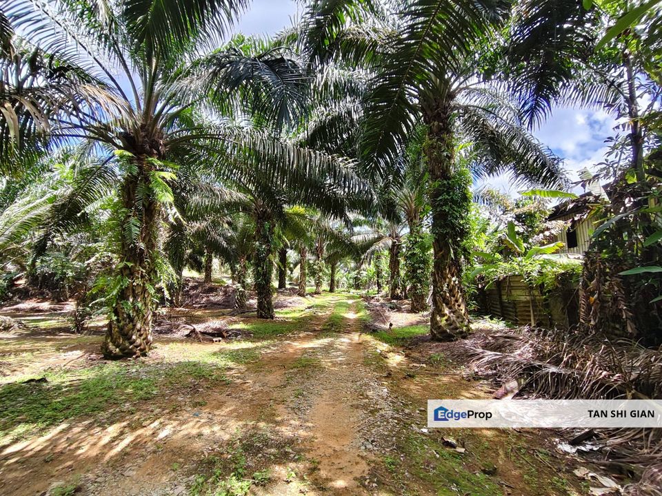 Kulai, Sengkang 6 acre land for Sale, Johor, Kulai