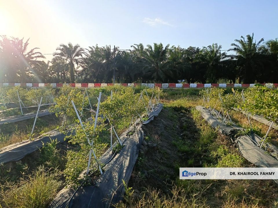 Tanah Pertanian Bukit Nyamuk Simpang Renggam Tepi Jalan, Johor, Kluang