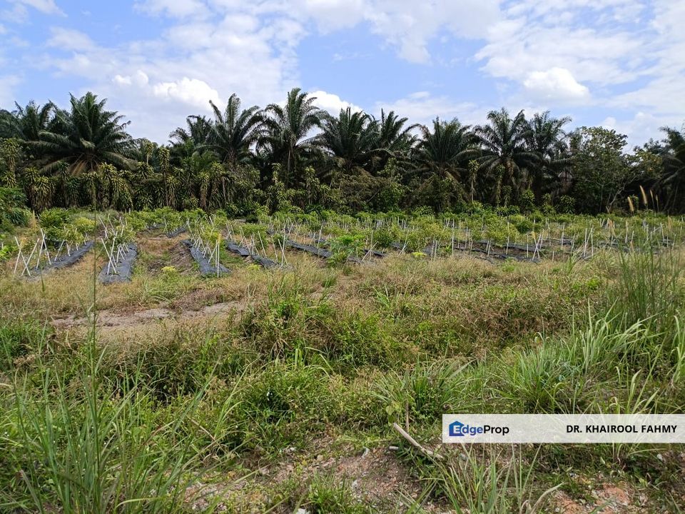 Tanah Pertanian Bukit Nyamuk Simpang Renggam Tepi Jalan, Johor, Kluang