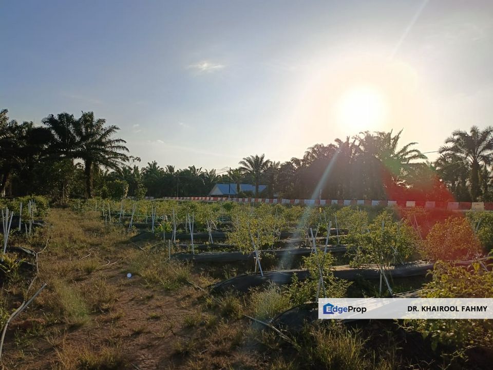 Tanah Pertanian Bukit Nyamuk Simpang Renggam Tepi Jalan, Johor, Kluang