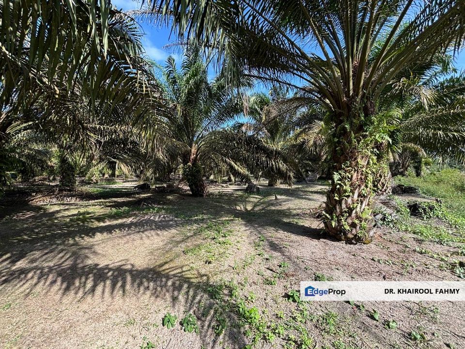 Tanah Pertanian Kampung Keluarga Bahagia Simpang Renggam Tepi Jalan Utama, Johor, Kluang