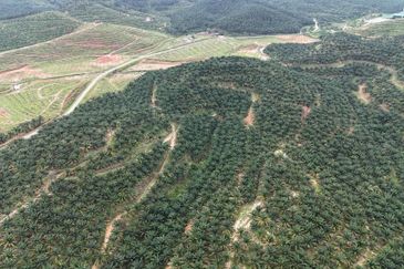 Baling Tawar Land For Sales Oil Palm 73 HA Agricultural Land For Sales