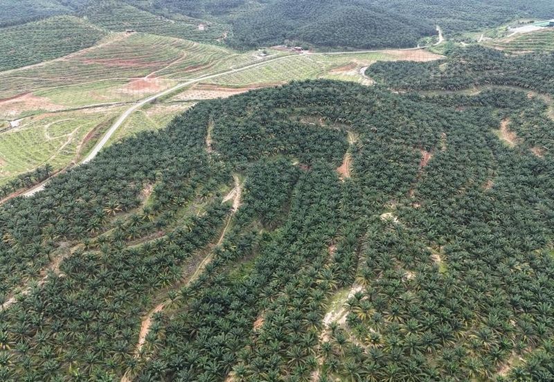 Baling Tawar Land For Sales Oil Palm 73 HA Agricultural Land For Sales