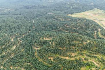 Baling Tawar Land For Sales Oil Palm 73 HA Agricultural Land For Sales