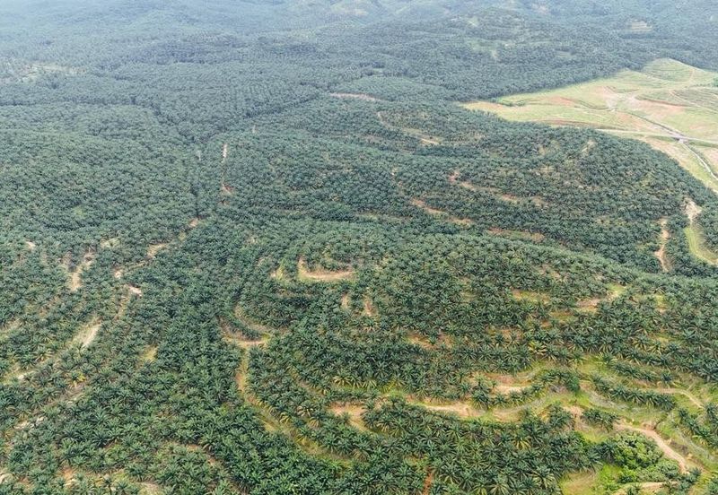 Baling Tawar Land For Sales Oil Palm 73 HA Agricultural Land For Sales