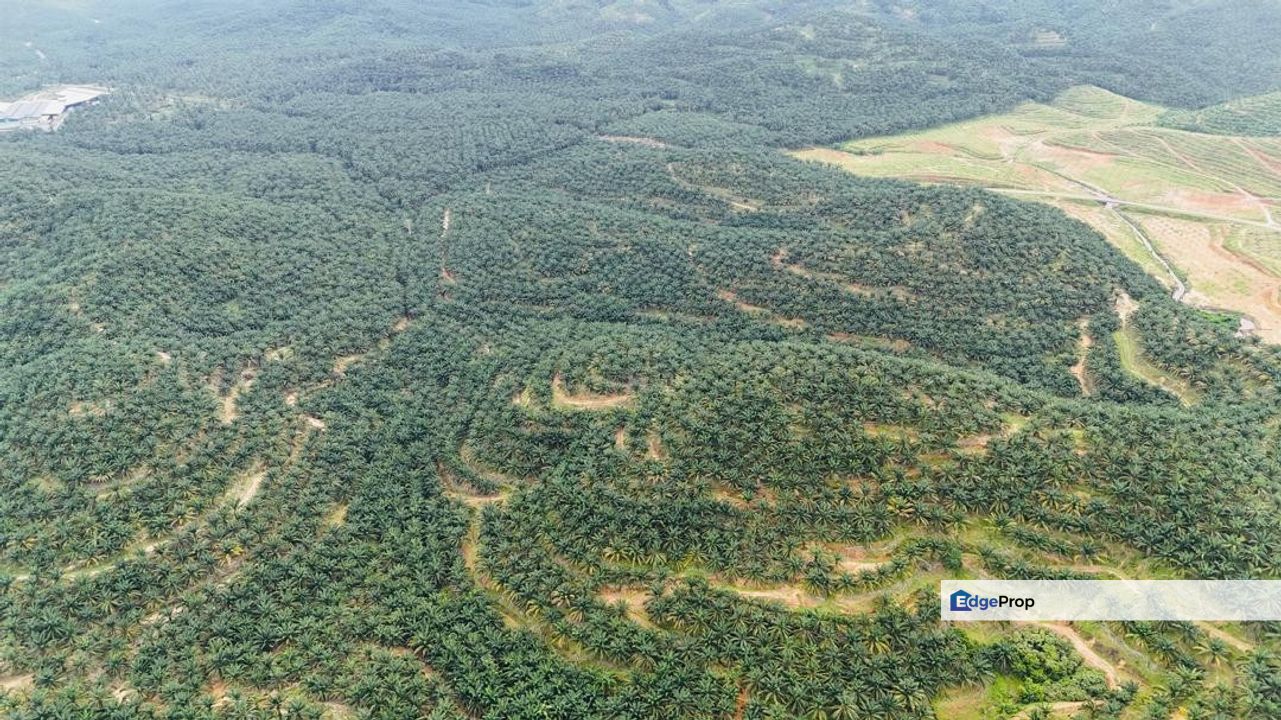 Baling Tawar Land For Sales Oil Palm 73 HA Agricultural Land For Sales, Kedah, Kuala Kedah