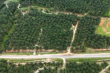 Baling Tawar Land For Sales Oil Palm 73 HA Agricultural Land For Sales