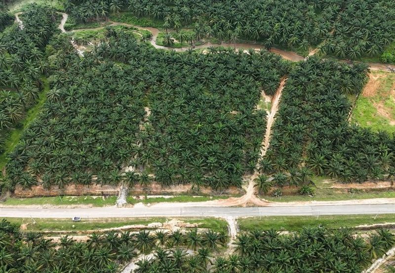 Baling Tawar Land For Sales Oil Palm 73 HA Agricultural Land For Sales