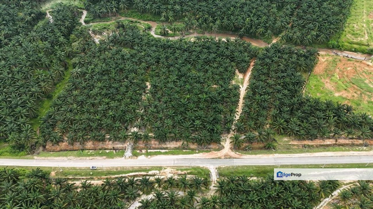 Baling Tawar Land For Sales Oil Palm 73 HA Agricultural Land For Sales, Kedah, Kuala Kedah