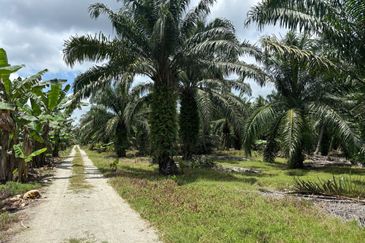 Bukit Kelicap Agricultural Land 