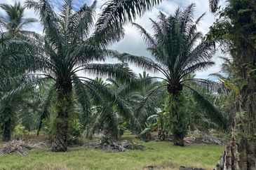Bukit Kelicap Agricultural Land 