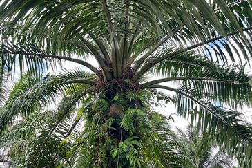 Bukit Kelicap Agricultural Land 