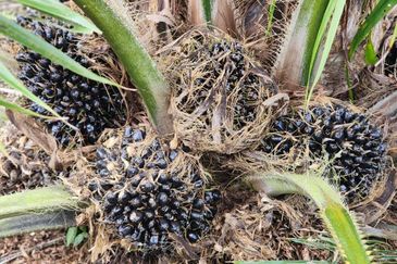 Parit Raja Parit Samijan Agricultural Land 