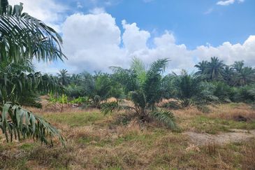 Parit Raja Parit Samijan Agricultural Land 